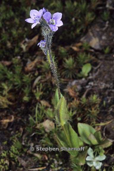 veronica wormskjoldii 5 graphic